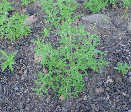 Kochia