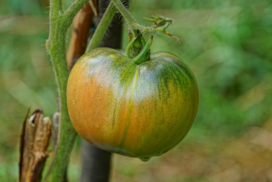 Tomato starting to change color