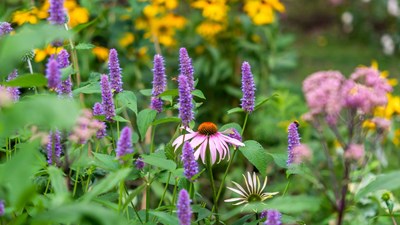 Perennial flower garden with agastache and coneflowers