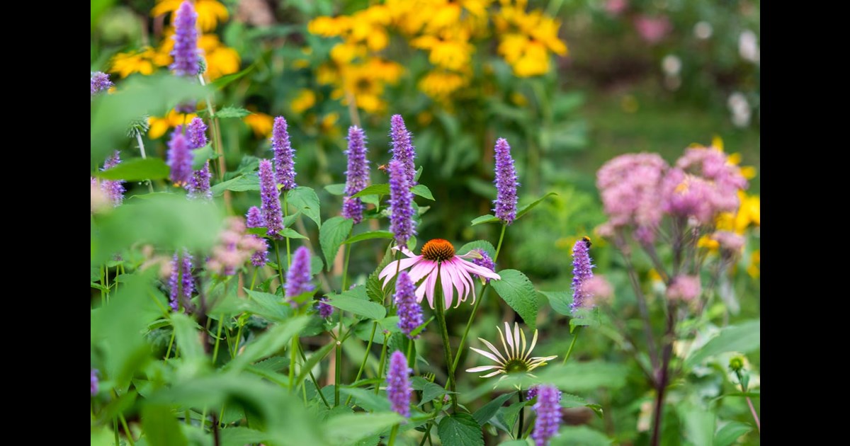 How to Control Weeds in a Perennial Garden