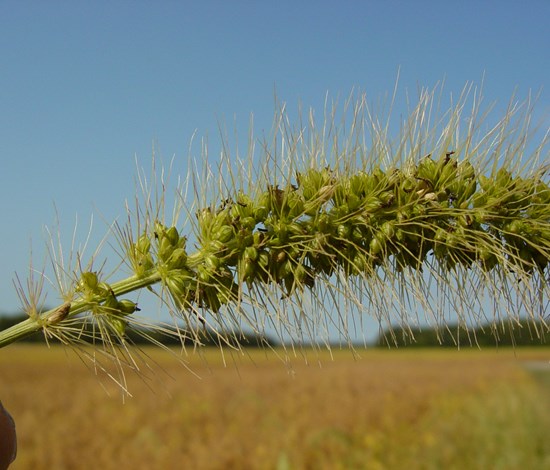 giant foxtail seedhead