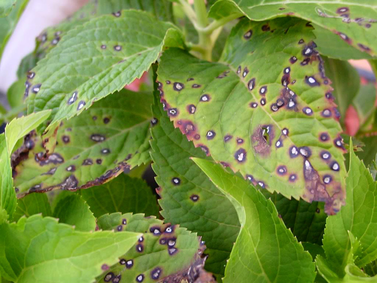 Hydrangeas leaves with fungal leaf-spot disease