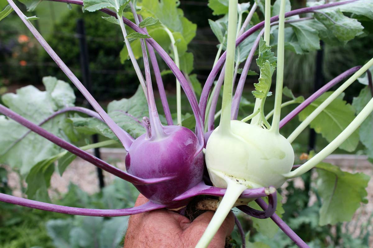 Kohlrabi