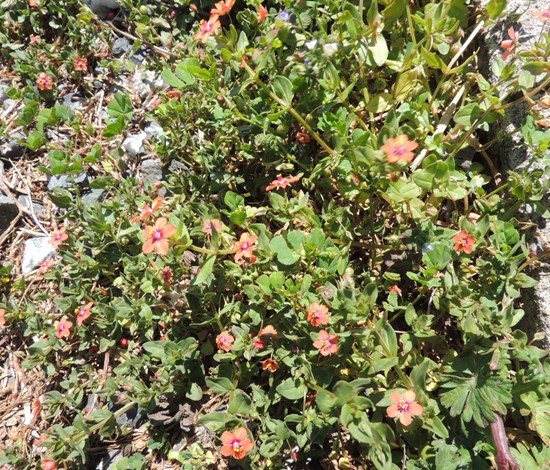 scarlet pimpernel