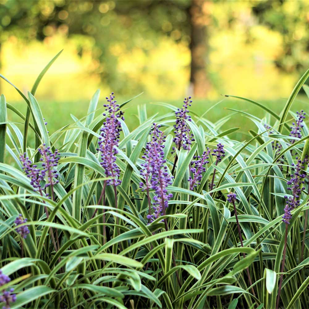 Liriope muscari or lily turf