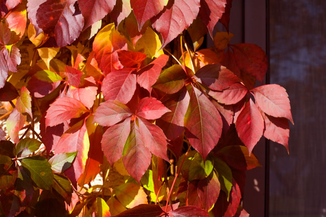 Virginia creeper 'Red Wall’