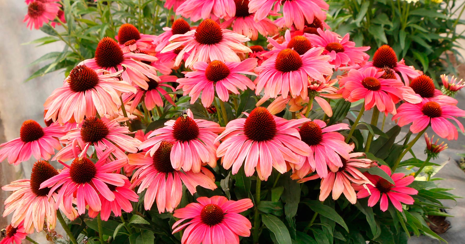 Coneflower Revelation Coral