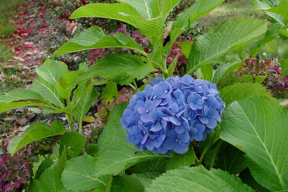 Hydrangea blooming in fall