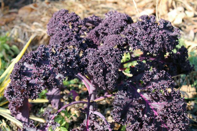 Purple Kale