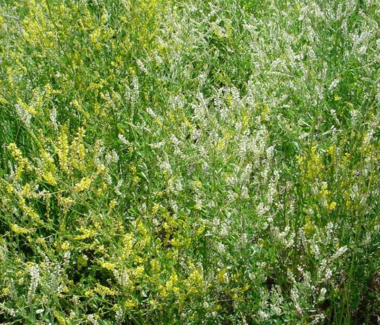sweetclover