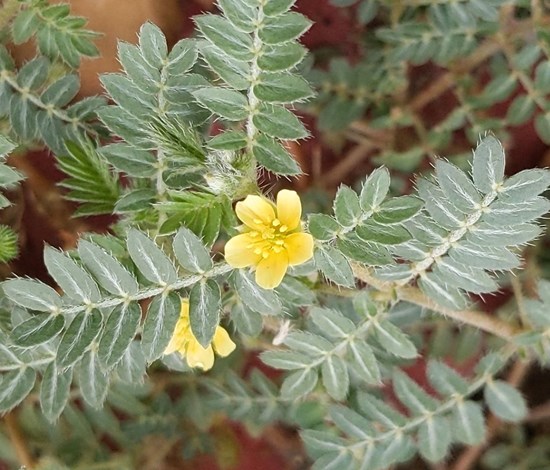 Puncturevine leaves & flower