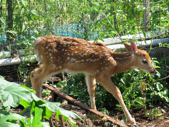 A single deer can eat much of a garden in a single night. © Getty Images