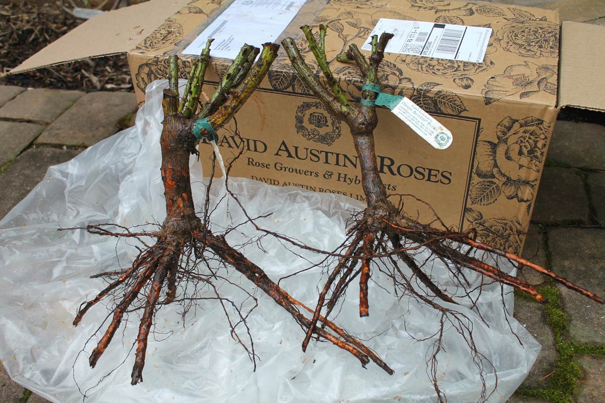 Roses shipped bare-root