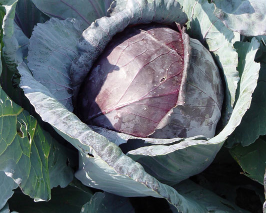 Purple Cabbage