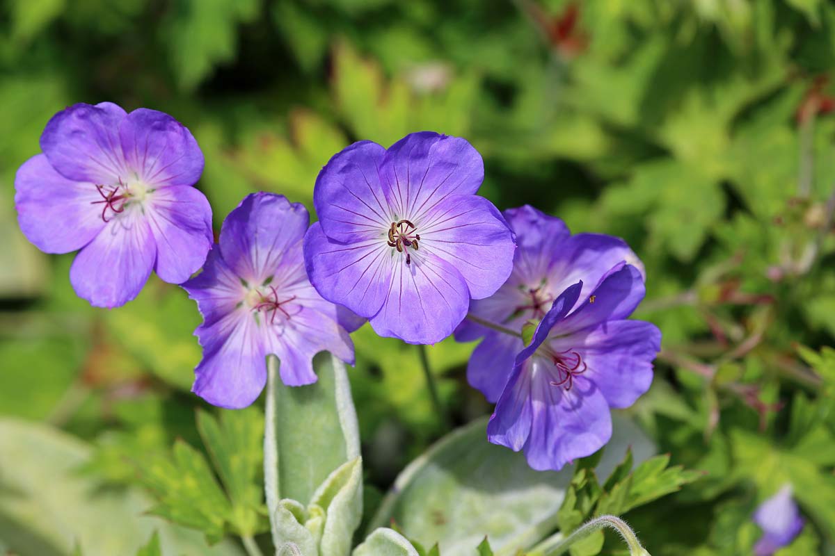 Geranium