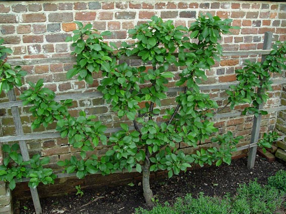 Apple Espaliered