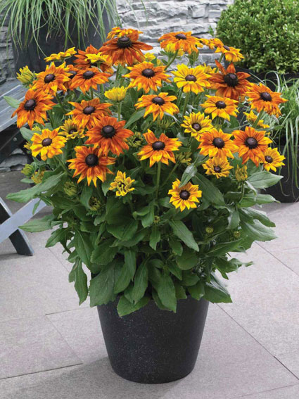 Echibeckia Summerina