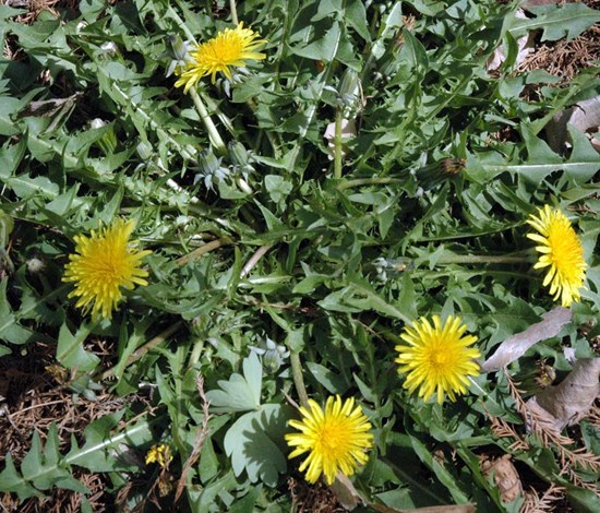 Dandelion Plant