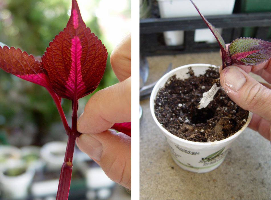 New rooted cuttings are made by pinching leaves off branch tips and planting the bottom sections in potting mix. George Weigel