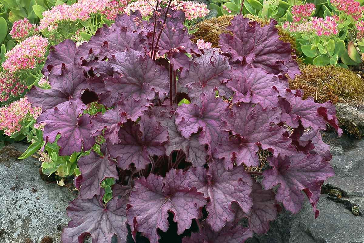 Coralbells Grande Amethyst