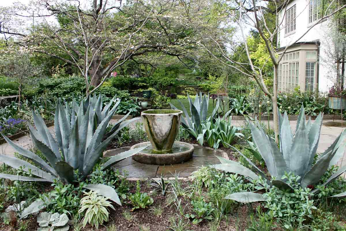 Chanticleer agaves