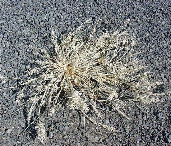 stinkgrass
