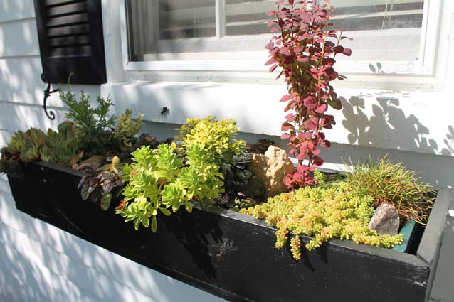 Low-water plants in window box.