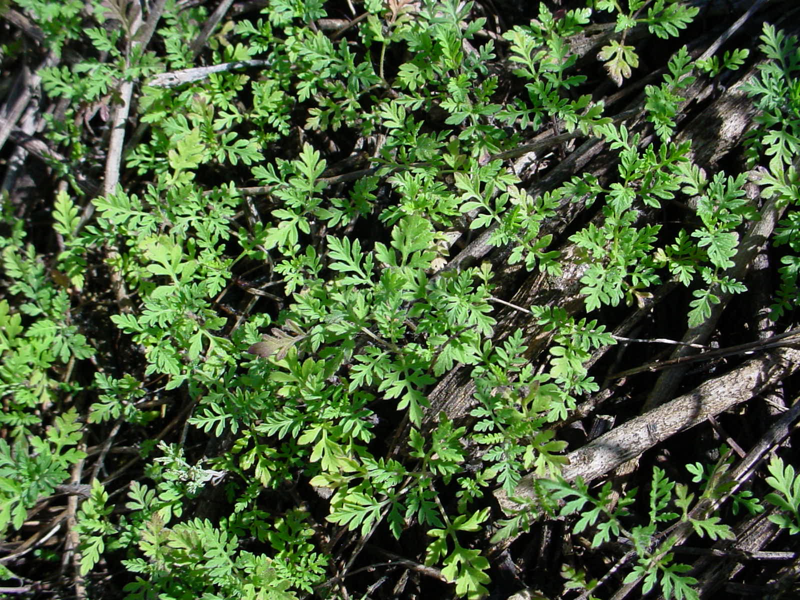 Ragweed seedlings.