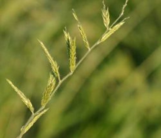 southwestern cupgrass seedhead