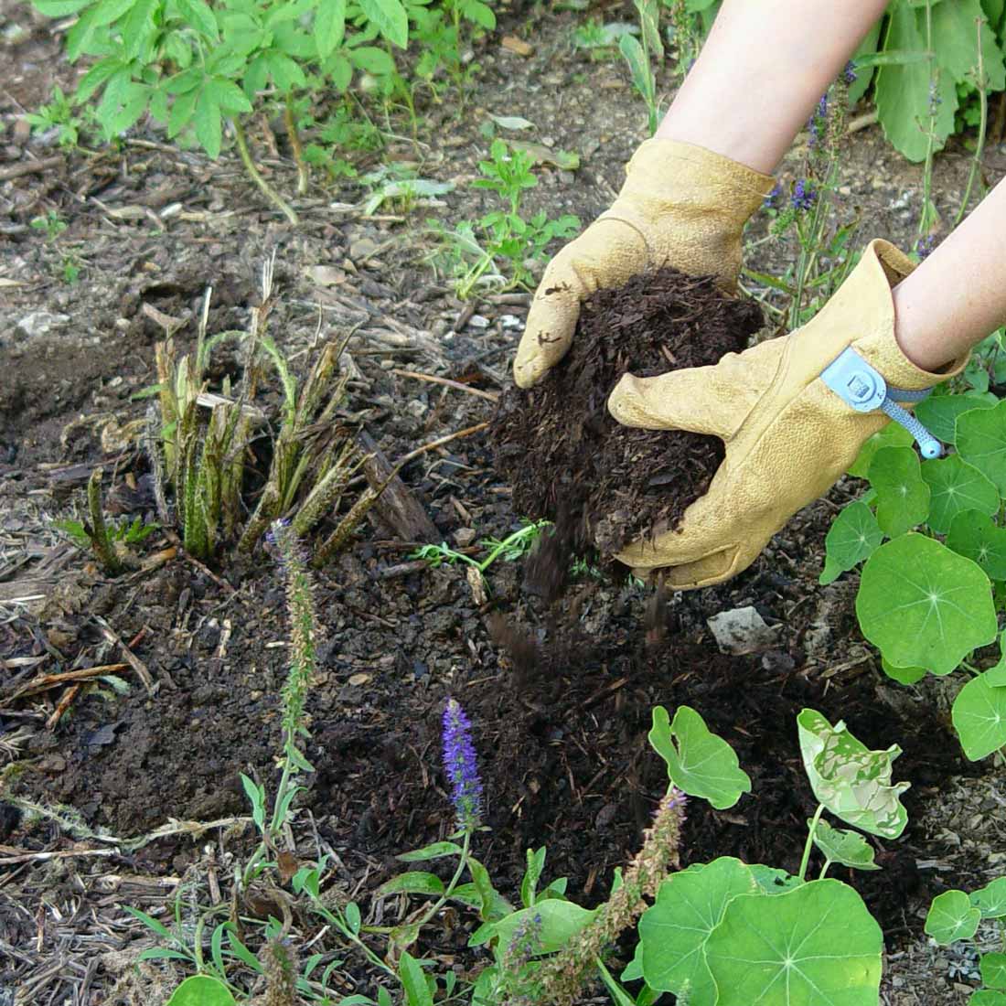 Mulching roses prevents winter damage