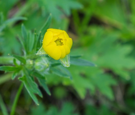 California Buttercup Flower Closed