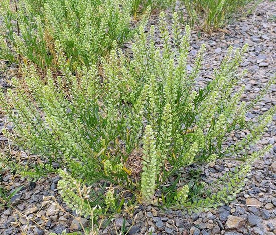 Virginia pepperweed flowering