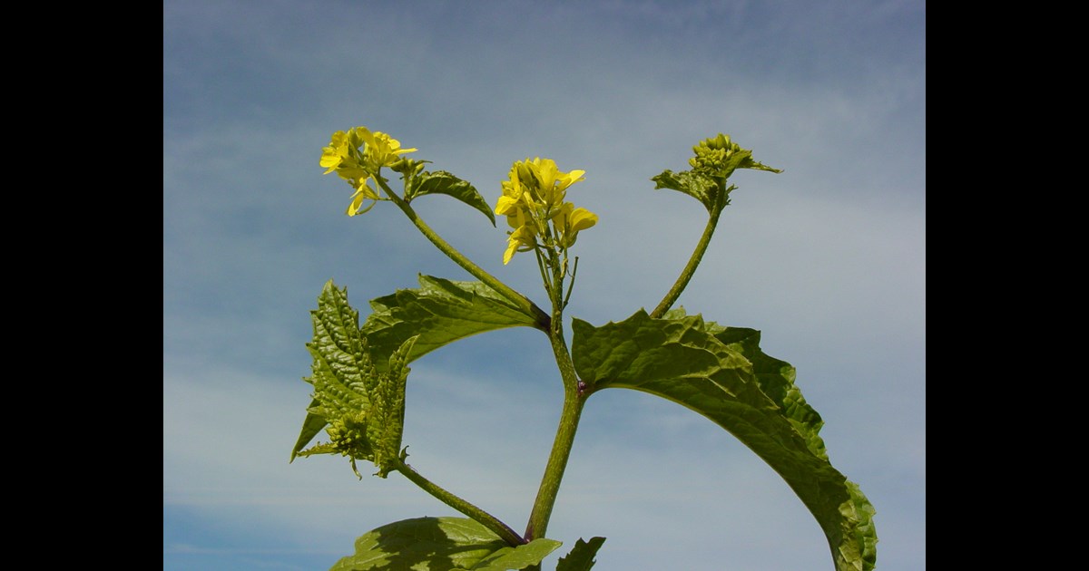 wild mustard