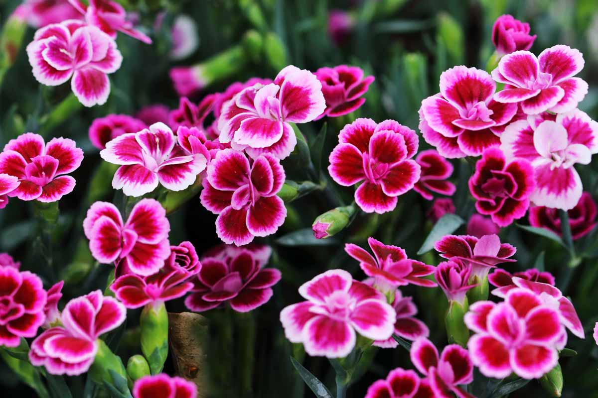 Dianthus