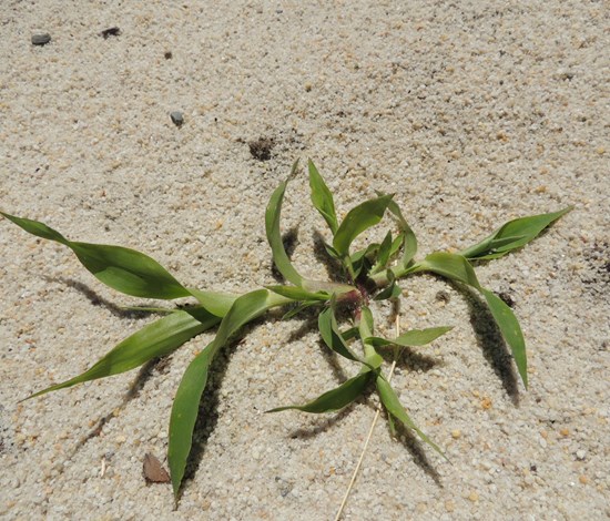 witchgrass