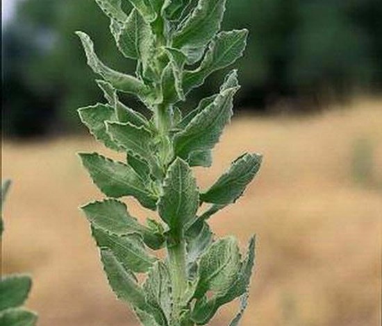 telegraphplant