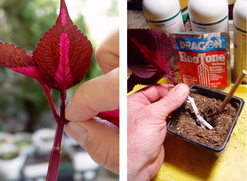 Dip the cut ends of cuttings in powdered rooting hormone before sticking them in the potting mix.