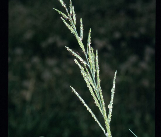 southwestern cupgrass seedhead