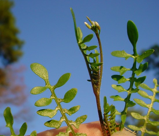 Sibara