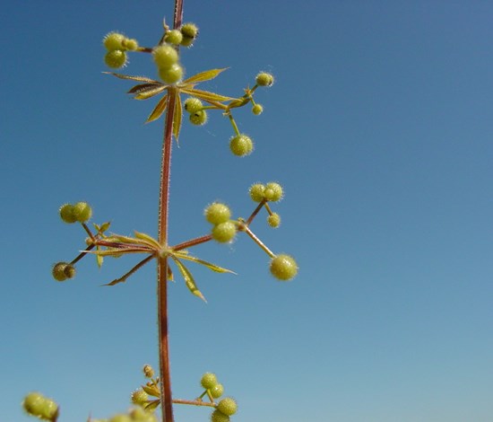 Catchweed bedstraw