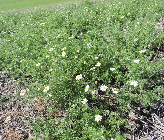 mayweed