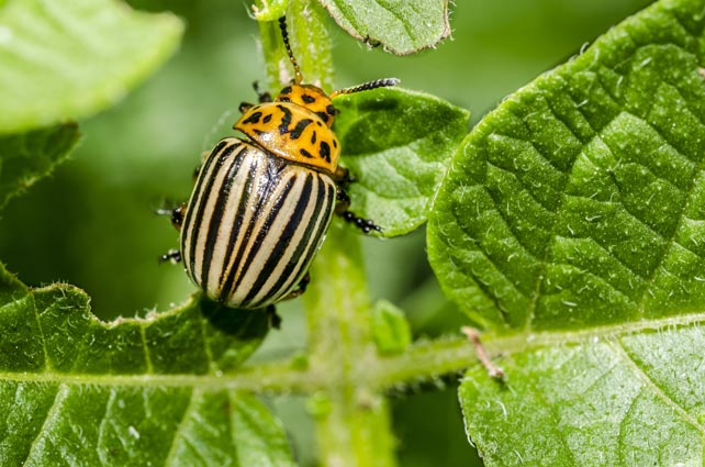 10 Ways to Beat Garden Bugs
