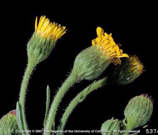 telegraphplant flowers