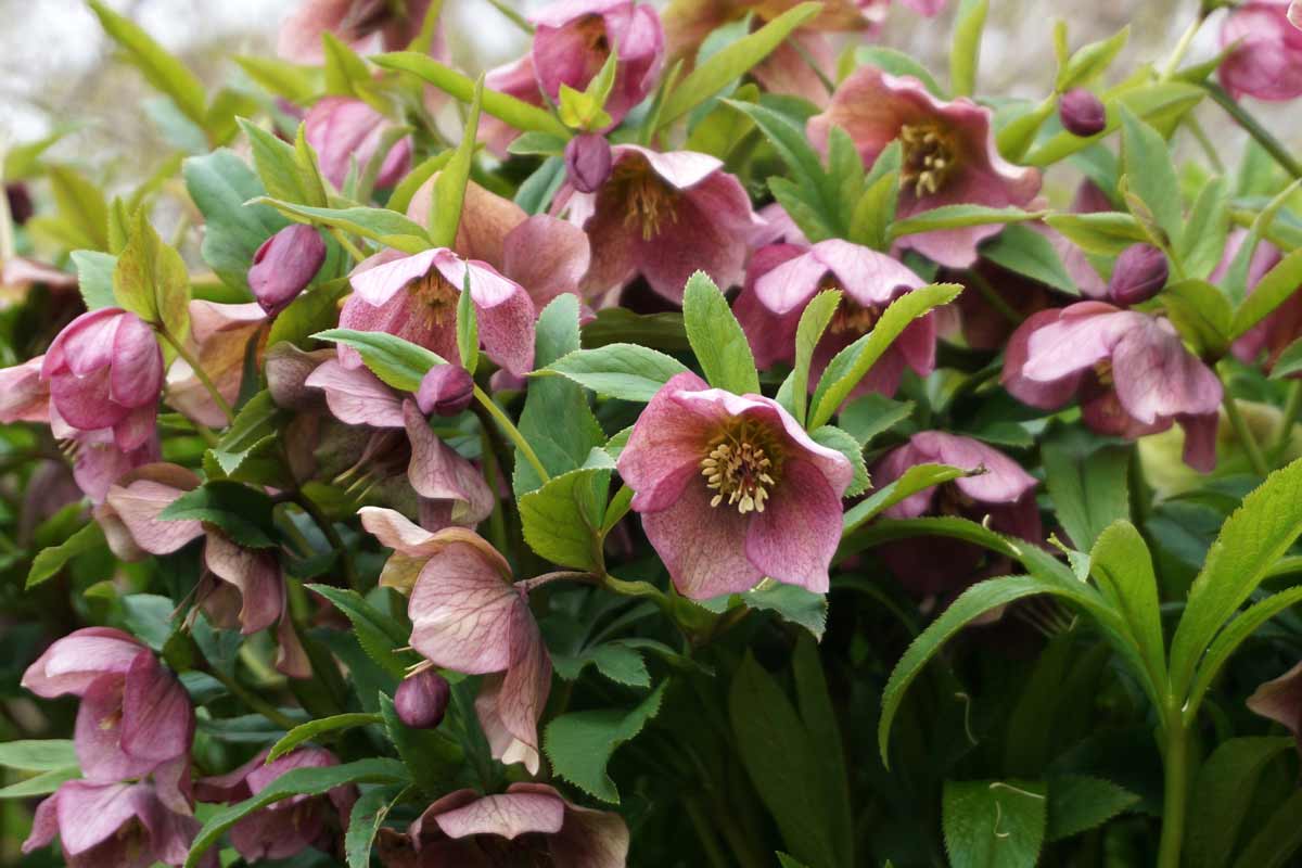 Lenten Roses