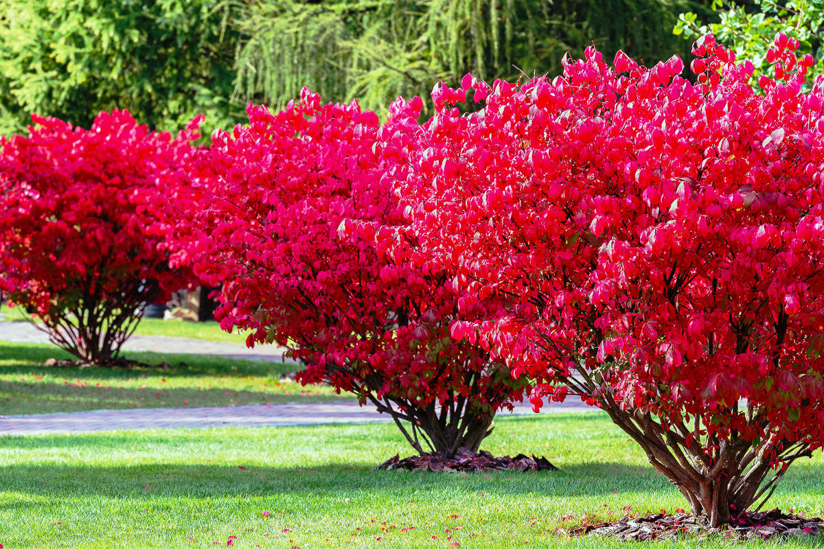 Burning Bush