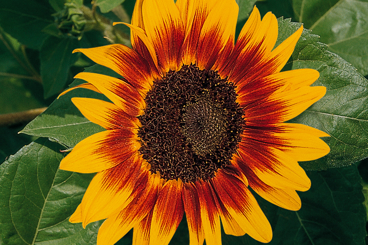 Ring of Fire Sunflower