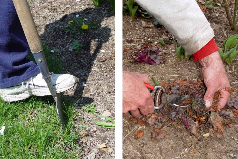 Edging beds, left, and cutting browned-out perennial foliage, right, are two jobs that can be done on above-freezing late-winter days. George Weigel