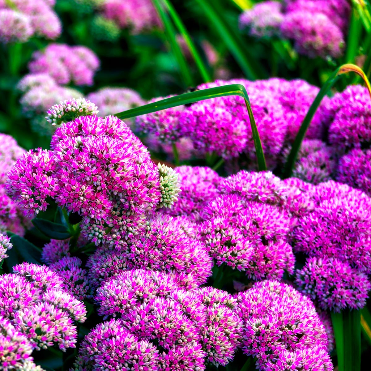 Sedum