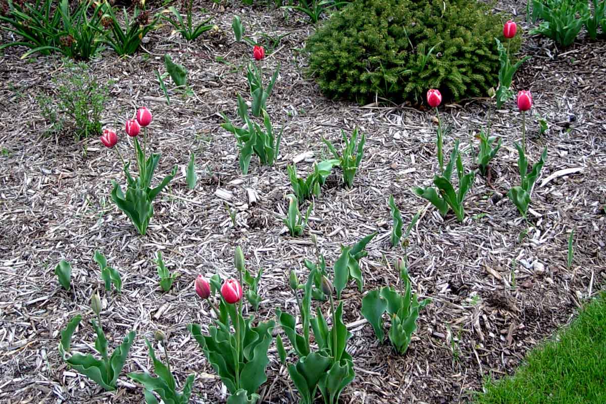 Sparse tulip bed