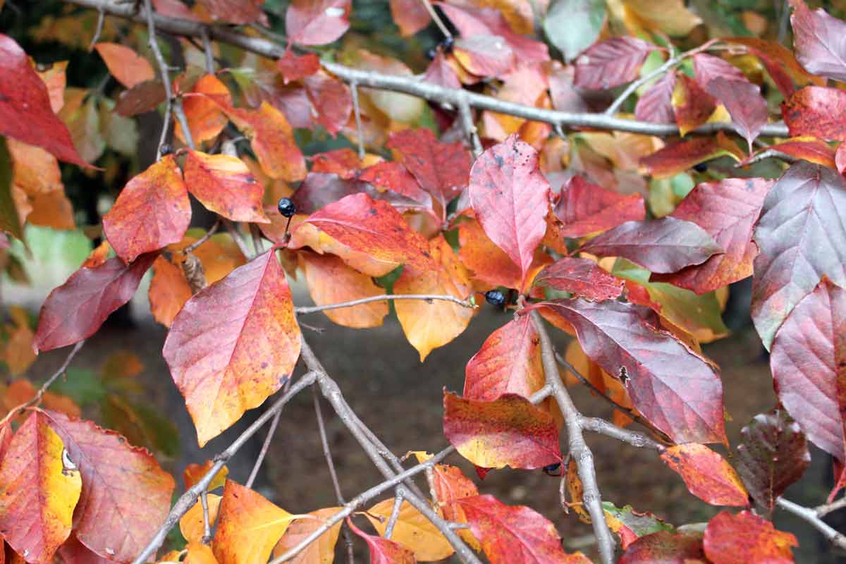 Blackgum in fall